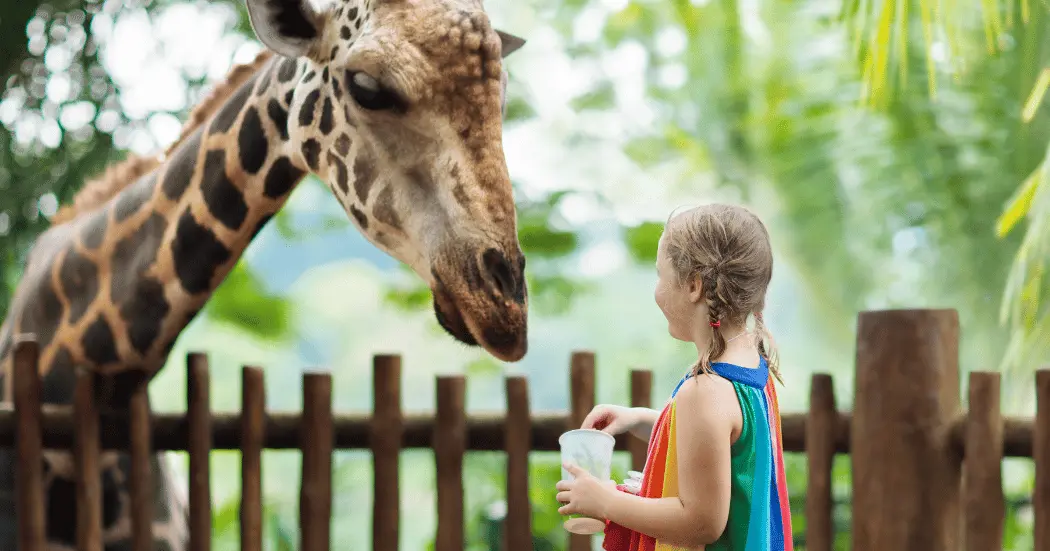 A child feeds a giraffe while at a zoo on spring break.