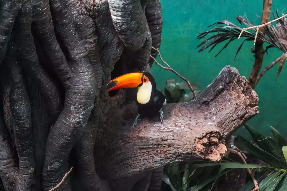 toucan on a tree branch at bronx zoo
