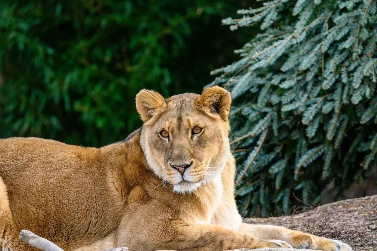female lion at cincinnati zoo
