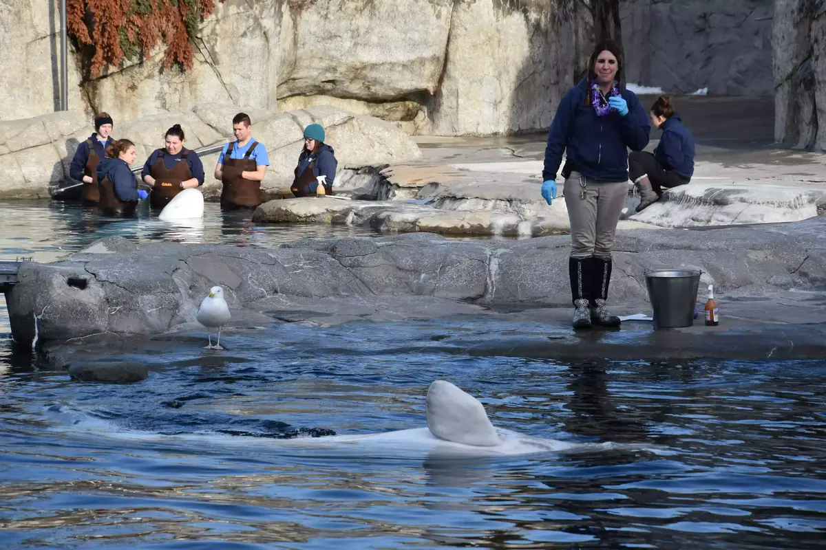 aquarium visitors watch beluga trainers