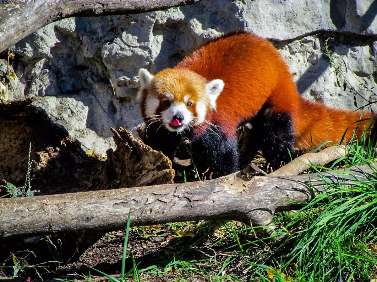 red panda at the saint louis zoo