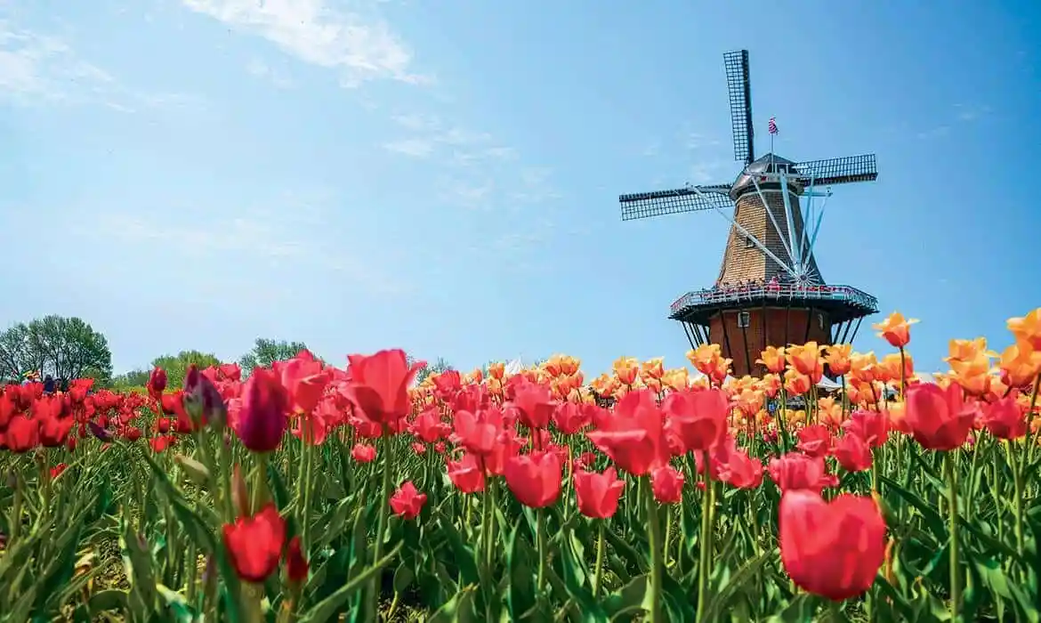 red tulips in the foreground with a old-fashioned windmill in the background