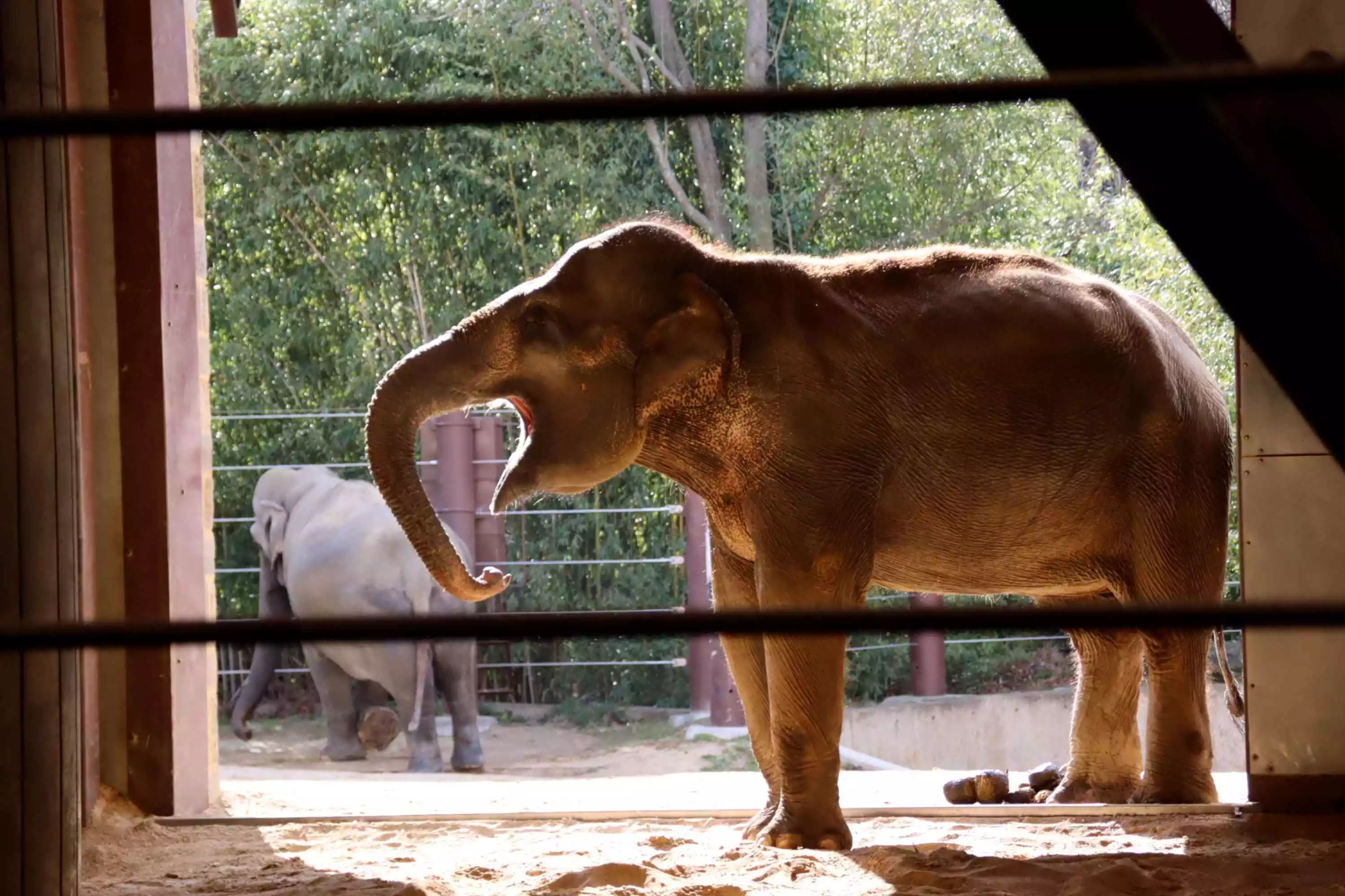 african elephant in smithsonian enclosure washington d.c.