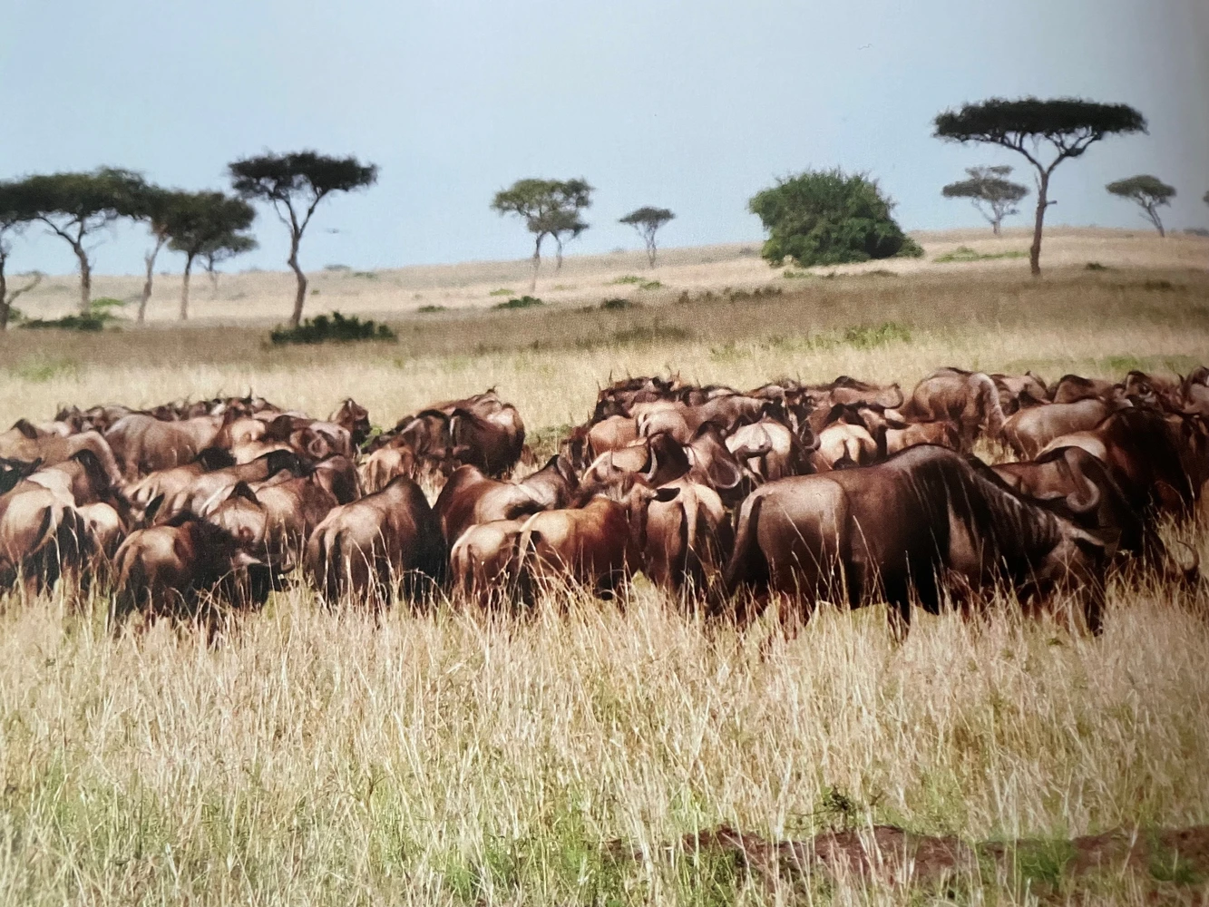 herd of wildebeest on the savannah in Kenya