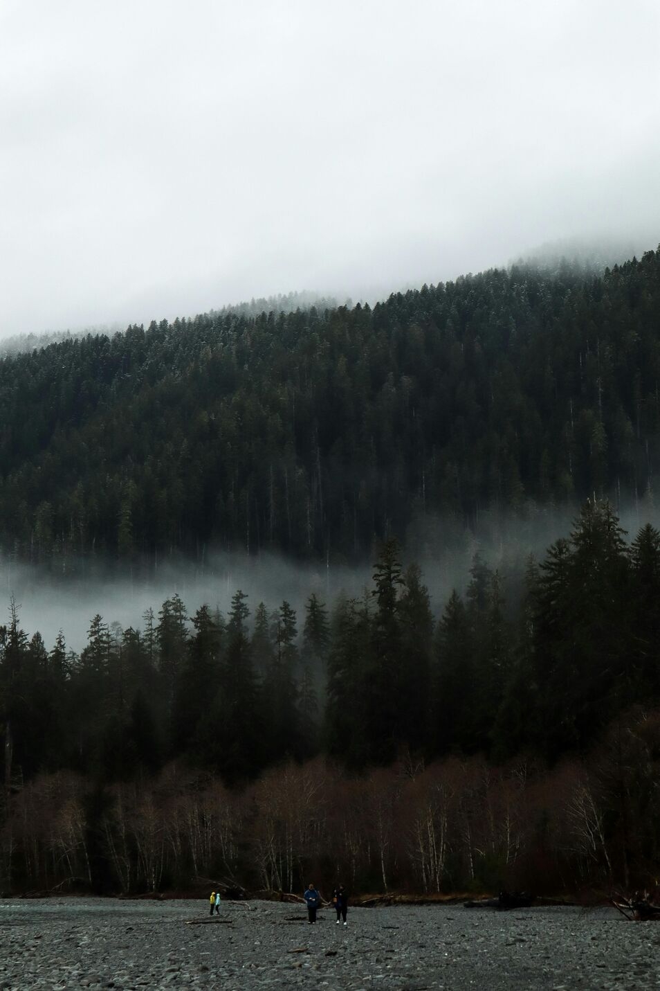 The forest in Forks, Washington