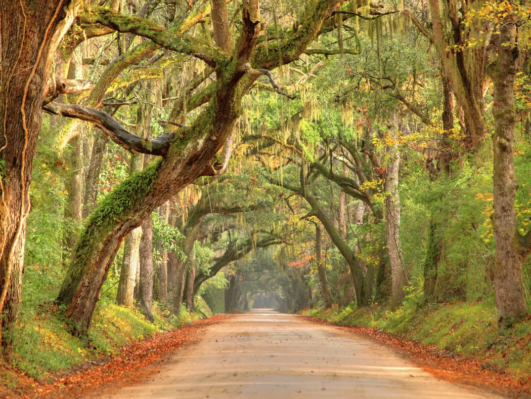 An autumn view of Lowcountry Road in Charleston, South Carolina.